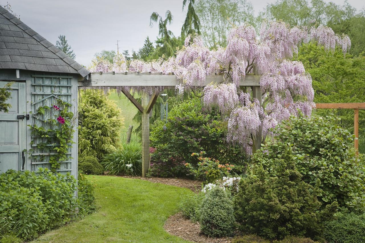 Pergola patio vines climbing vine cover ideas flagstone landscapes plans patios growing falls sisson landscaping va backyard outdoor plant concrete