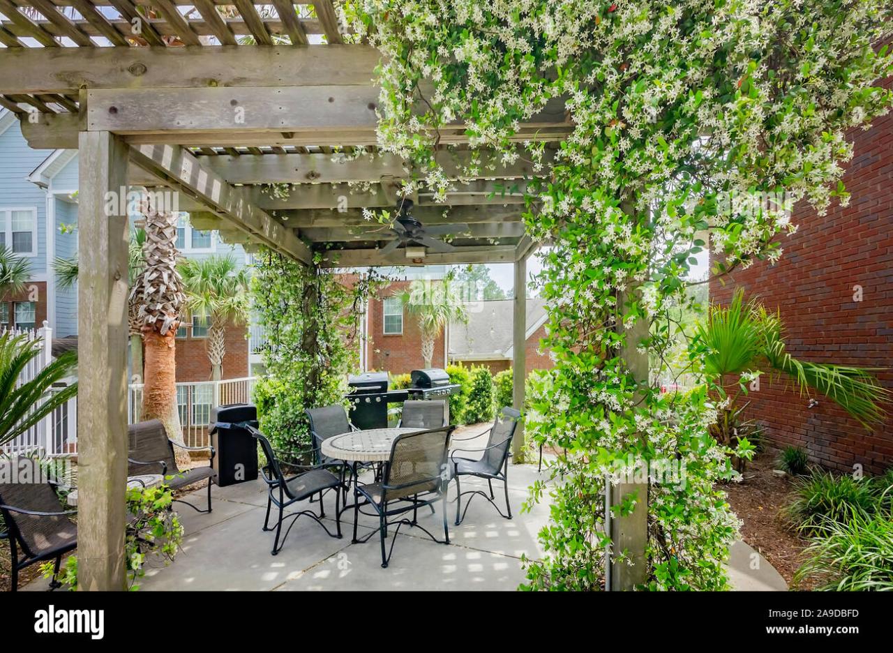 Pergola vines planting backyard grow saved rustic ideas